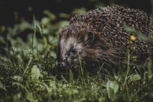 夜行バスとLCCはどっちが安いのか徹底比較しますか？