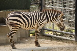 東京から福岡へのLCCで安い航空券の探し方は？