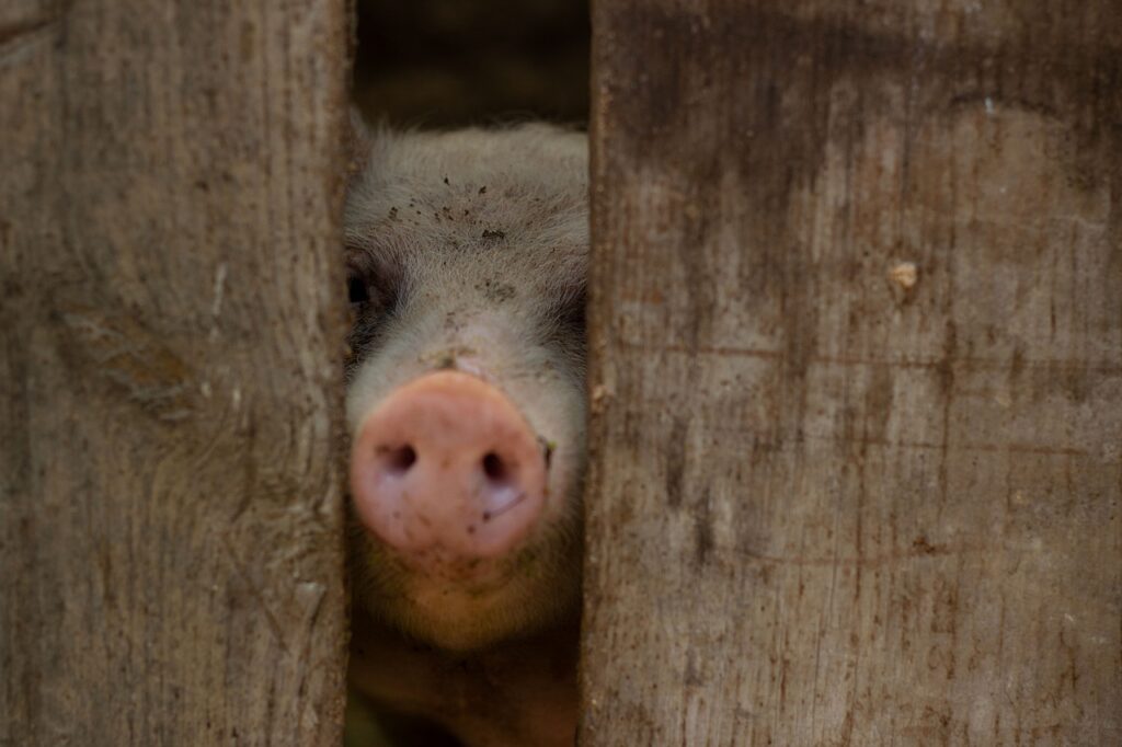 格安航空券を利用した年末年始の旅行計画はどうすればいい？