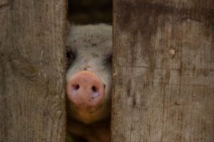格安航空券を利用した年末年始の旅行計画はどうすればいい？