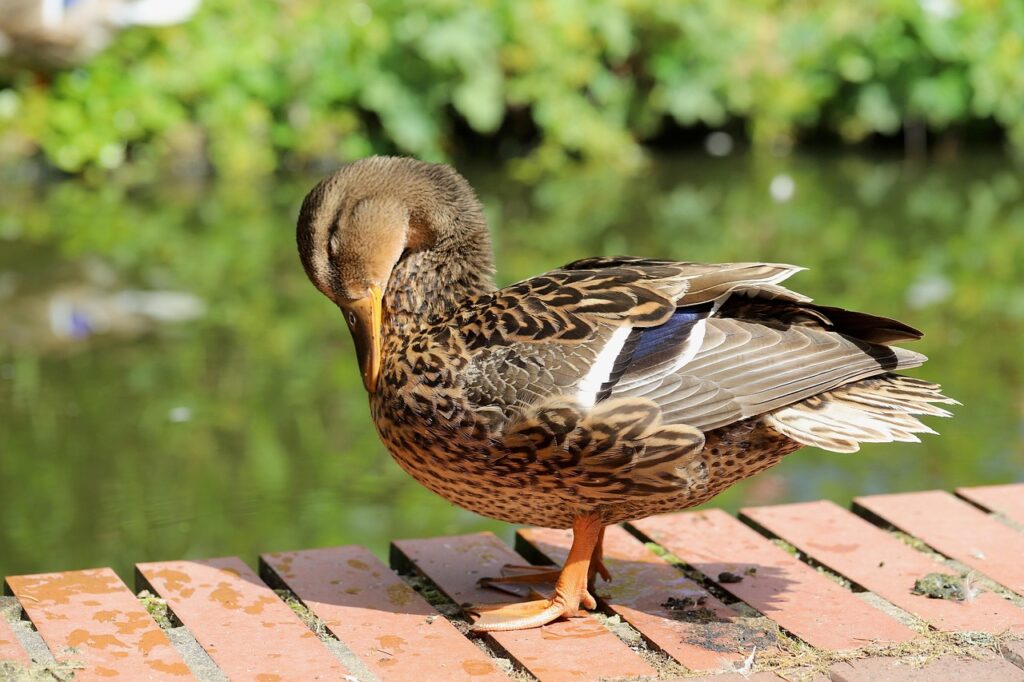 JALとANAの航空券の値段を比較する方法は？