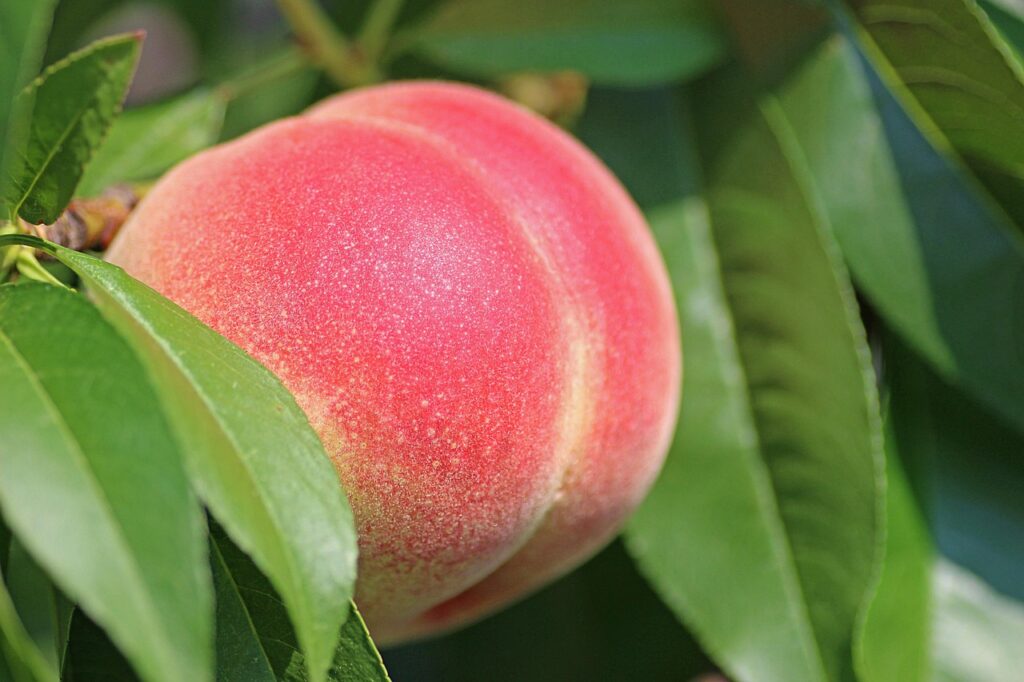 peachを利用したジェットスターのメリットとは？