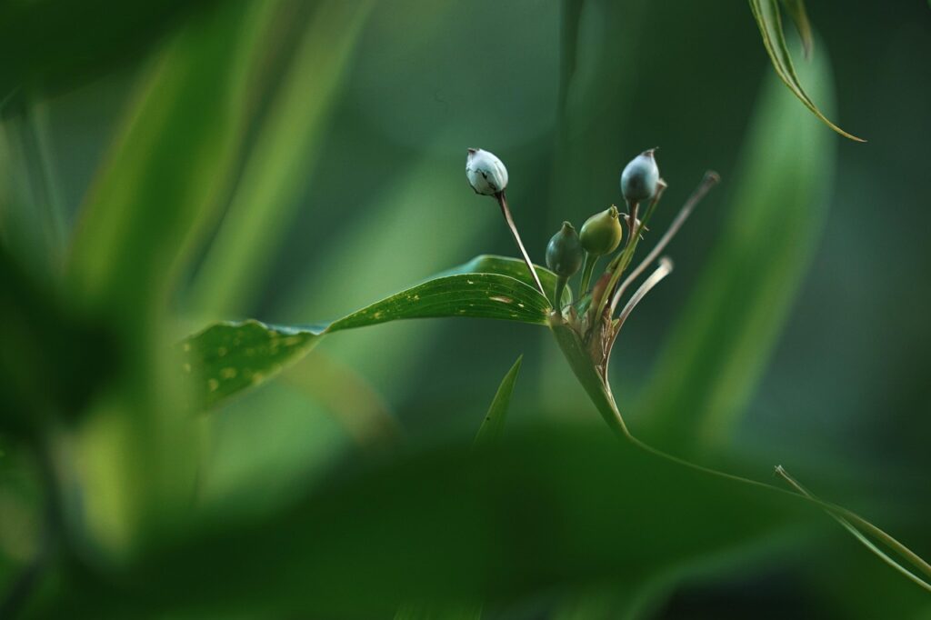 LCCとJALの違いは何ですか？