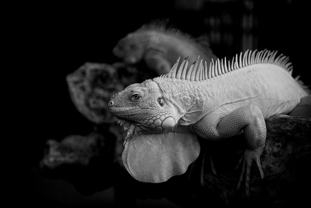 LCC利用時の注意点とは何ですか？