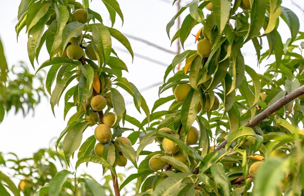 peachのセールはいつ始まるのか？