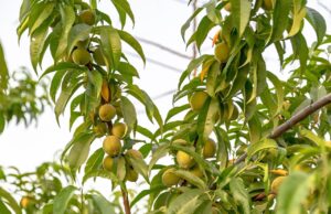 peachのセールはいつ始まるのか？