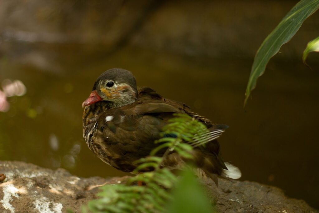 ピーチの年末年始の特別運賃やサービスは？