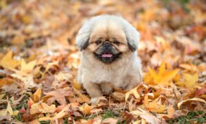 飛行機が安くなるタイミングを知るための秘訣は？