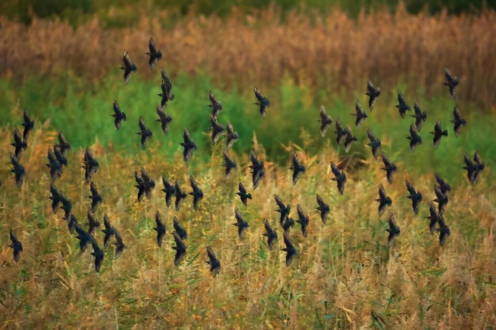 zipairの機内持ち込み追加ルールについて知っておくべきことは？