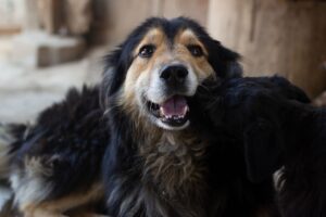 ピーチの年末年始セールでお得に旅行する方法は？