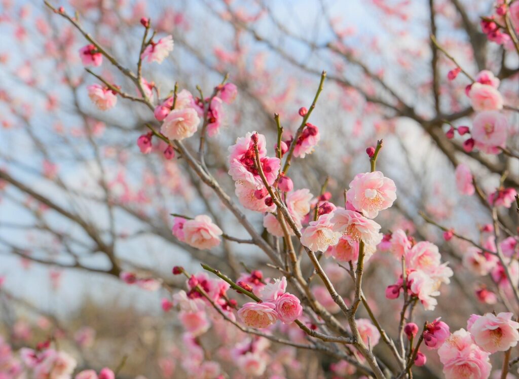 LCCを利用する際のSkyscannerの使い方と注意点は？