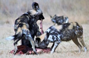 LCC年末年始の旅行を予約するのはいつがベスト？